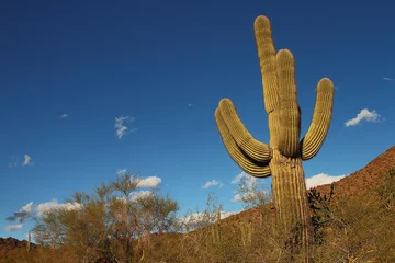  Sonoran desert landscape and cactus details © alphadogdesign