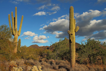 Sonoran desert landscape and cactus details