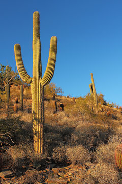 Sonoran desert landscape and cactus details