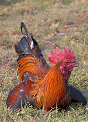 Thai red rooster head on background of nature.