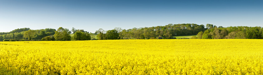 Oilseed Rape, Canola, Biodiesel Crop