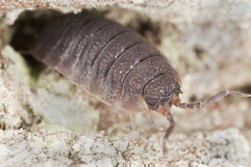 Woodlouse on wood, macro photo