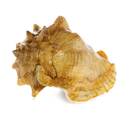 sea shell  macro isolated on white  background closeup,