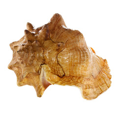 sea shell  macro isolated on white  background closeup,