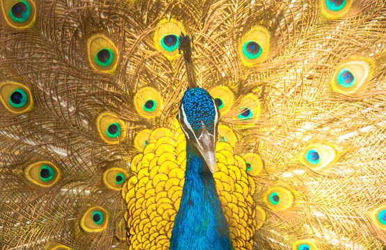Fototapeta peacock