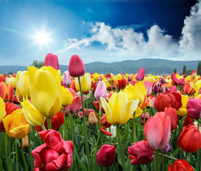 Frühling: Tulpenfeld mit blauem HImmel, Sonne, Wolken