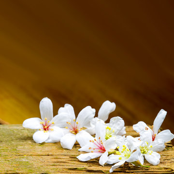 Fallen tung flowers for adv or others purpose use