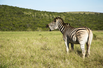 Fototapeta na wymiar Yawning Zebra