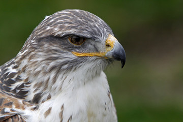 Königsrauhfussbussard