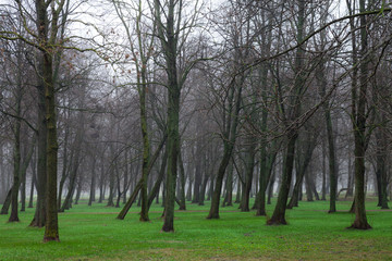 Foggy park