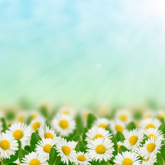 Field full of daisies