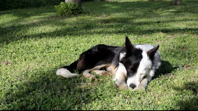 Giovane femmina di Border Collie - Young female Border Collie