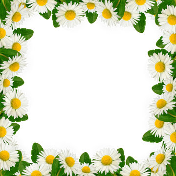 Daisies frame on the white background