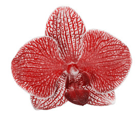 red orchid flower in drops isolated on white