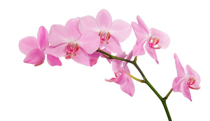 isolated pink orchids branch