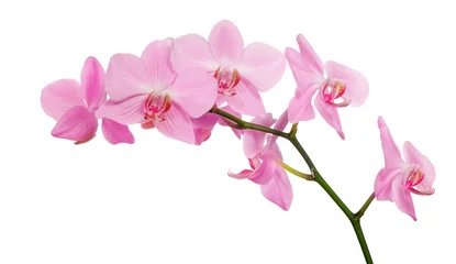 Gordijnen Orchidee geïsoleerde roze orchideeëntak  © Alexander Potapov