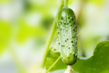 cucumber