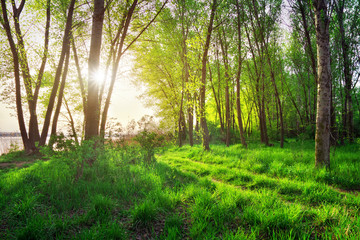 Naklejka premium Spring Landscape. Beautiful scene in the forest with sun