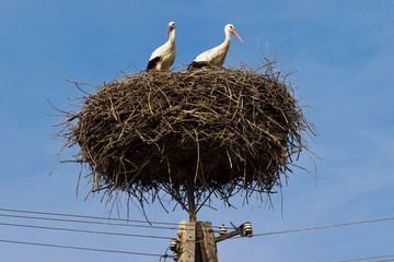 The white stork (Ciconia ciconia)