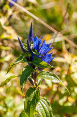 Blue Meadow Flowers