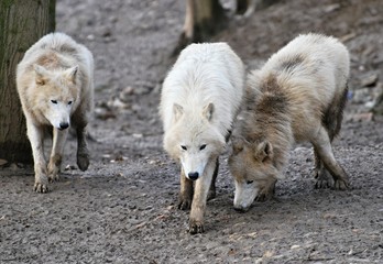 arctic wolf pack