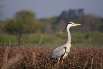 Héron cendré dans son milieu naturel 2