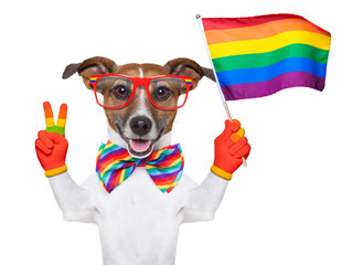 gay pride dog