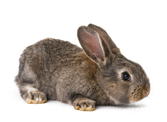 Fototapeta premium rabbits isolated