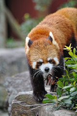 レッサーパンダ