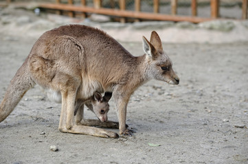 カンガルー