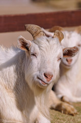 Fototapeta premium 山羊のポートレート