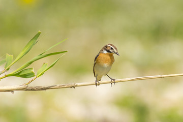 Obraz premium whinchat