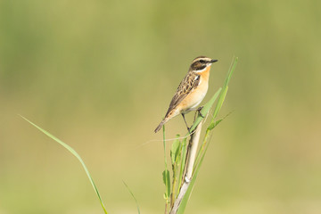 whinchat