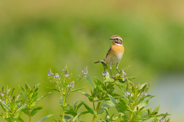 whinchat