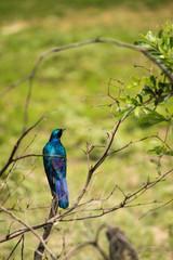 Langschwanz-Glanzstar