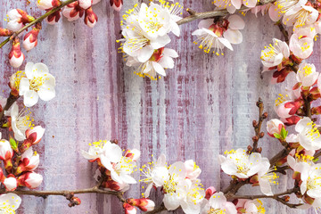 Spring blossom over wooden background