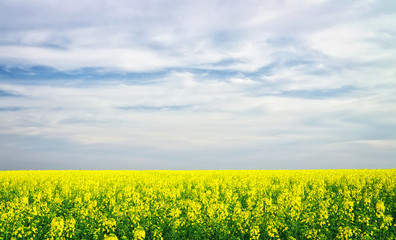Obraz premium Yellow field rapeseed in bloom