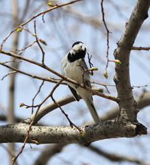 Bird on the branch waving by the leg