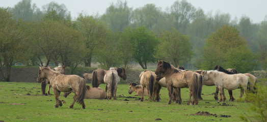Herd of Konik horses in nature in spring © Naj