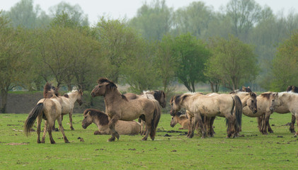 Herd of Konik horses in spring © Naj