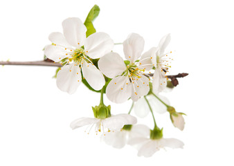 Fototapeta na wymiar cherry tree branch with flowers