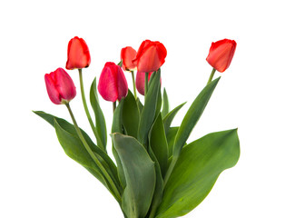 Fototapeta premium bouquet of tulips isolated