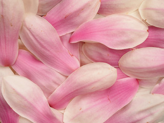 Fototapeta na wymiar Świeże kwiaty pachnące magnolia
