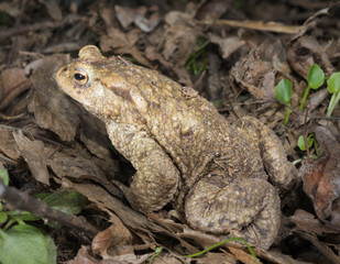 Common Toad (Bufo bufo)
