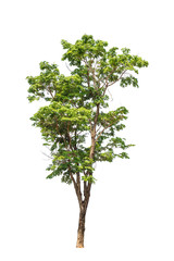 Pterocarpus indicus tree
