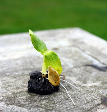germination de graine de courgette