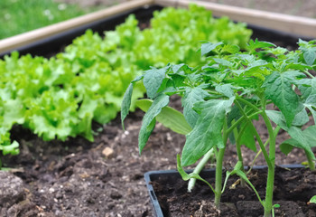 plants de tomates