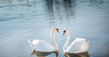 Couple of swans © Dusan Kostic