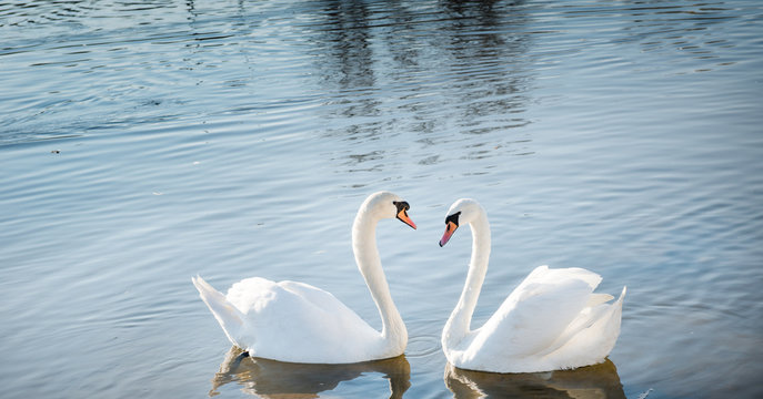 Couple Of Swans