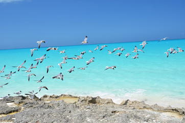 Fototapeta na wymiar Seagulls at the coast of Little Exuma, Bahamas
